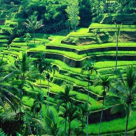 White Creative Villa Campuhan Ubud  Ngoại thất bức ảnh