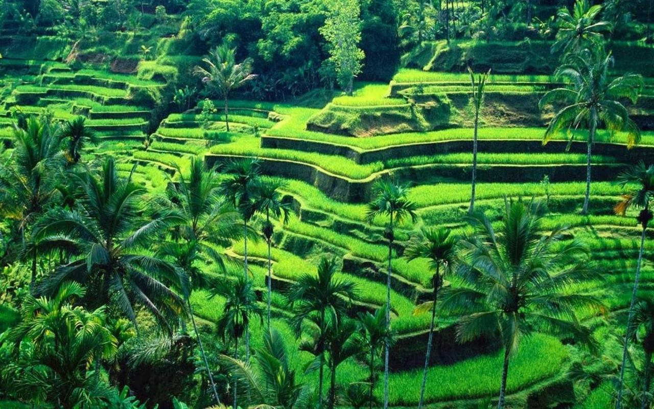White Creative Villa Campuhan Ubud  Ngoại thất bức ảnh